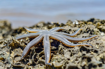 starfish on beach