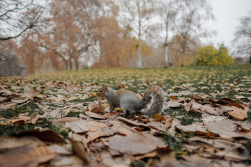 Chipmunk in the Park
