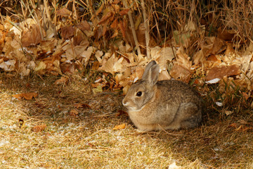 Autumn Bunny