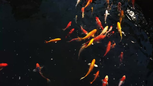 Koi fish