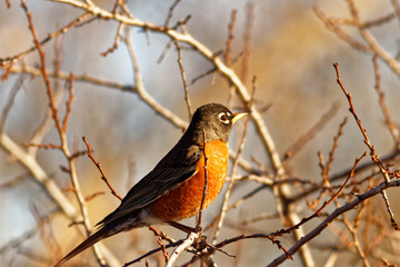 Autumn Robin