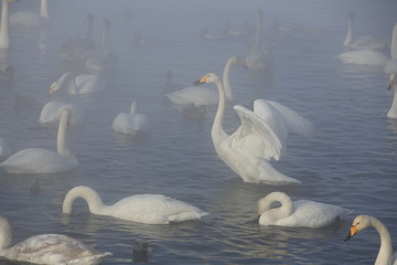 Лебединое озеро, Swan Lake