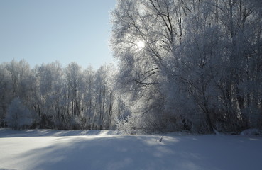 Снежный лес Сибири, Siberian snowy forest