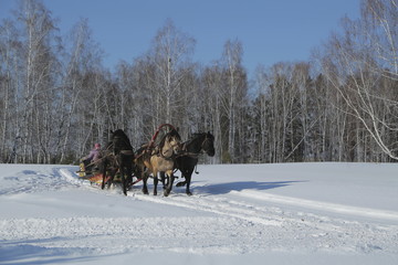 Russian Winter, Siberia, Horse