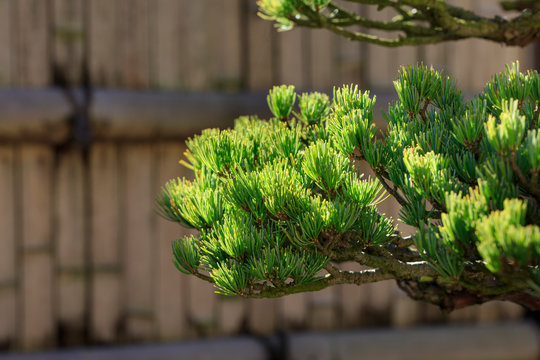 Bonsai - Five leaf pine