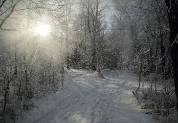 Снежный лес Сибири, Siberian snowy forest