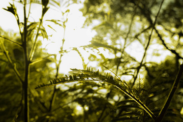 green leaves of tree