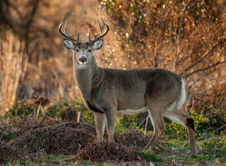 White tailed Deer Buck