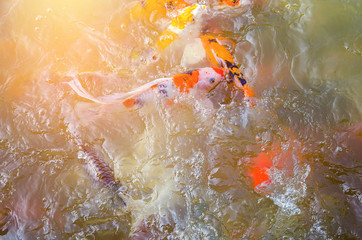 Beautiful fish in the pond. Orange light and soft background