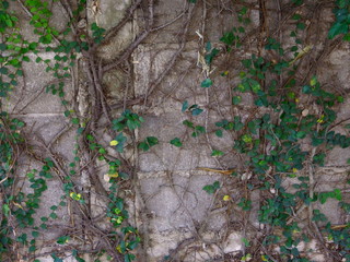 Close up plant and root growing on concrete wall