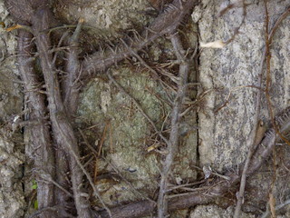 Close up plant and root growing on concrete wall