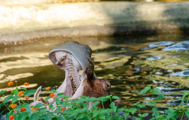 Hippopotamus open mouth on pond