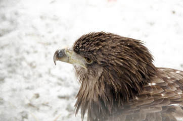 portrait of a hawk