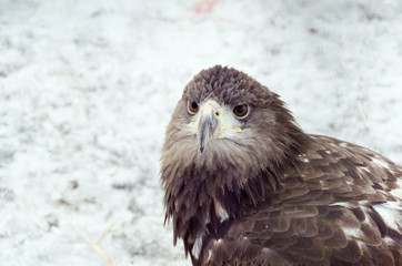 portrait of a hawk