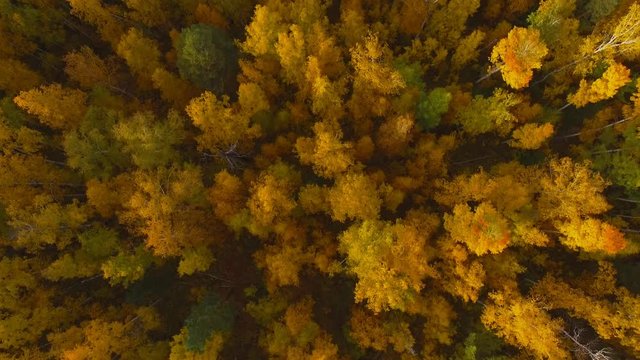 Autumn color fall forest trees aerial shot