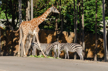 Giraffe and masses Plains zebra