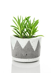Bright green succulent plant in a handmade concrete pot