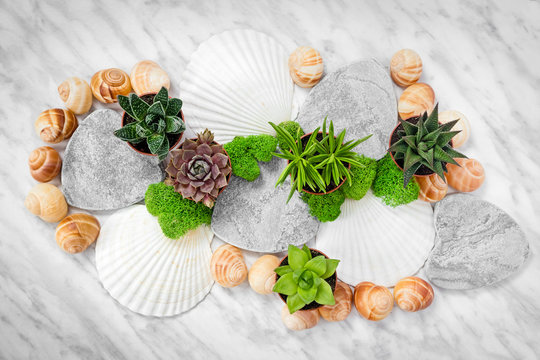 Succulent plants and seashells on marble background
