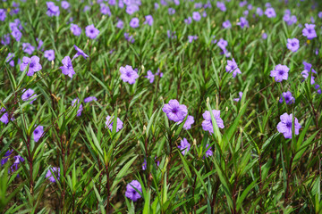 Obraz premium Purple flowers in garden
