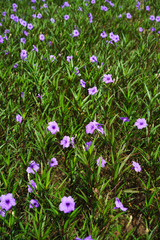Obraz na płótnie Canvas Purple flower in garden