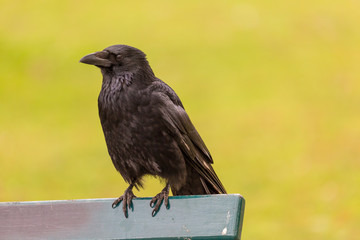 Crow in the city