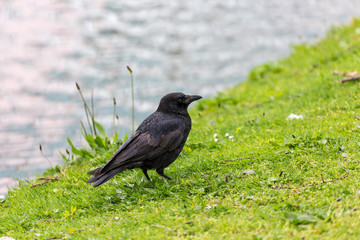 Crow on the grass field