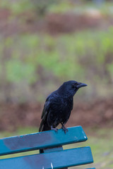 Crow in the city