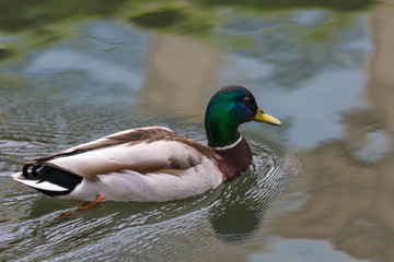 Duck in water