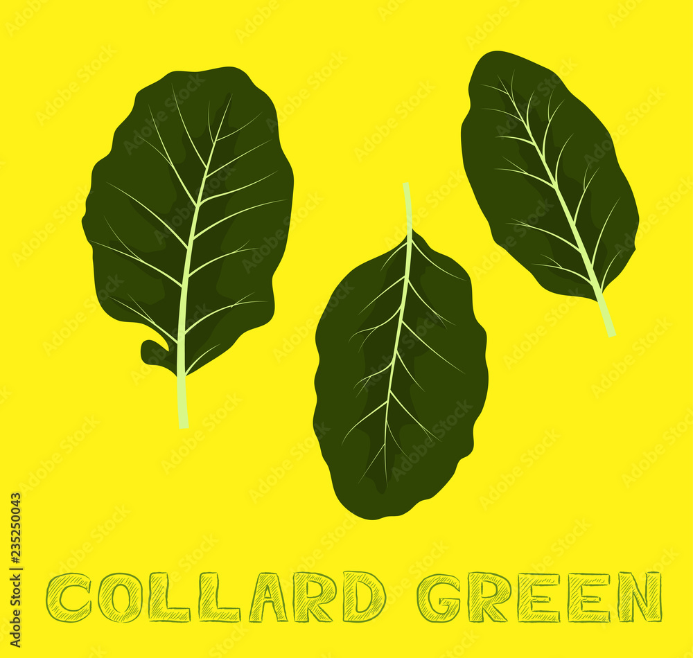 Wall mural vegetable kind collard green vector illustration