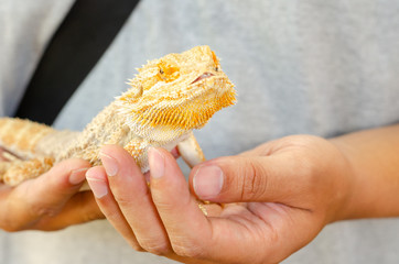 Lizard on the person hand