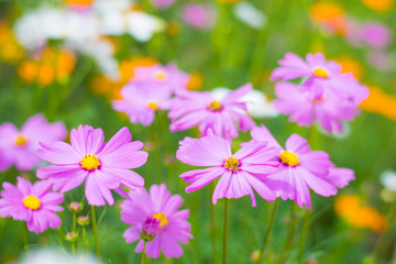 colorful cosmos flower on flower garden