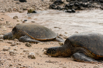 Two giant sea turtles sleeping on shore