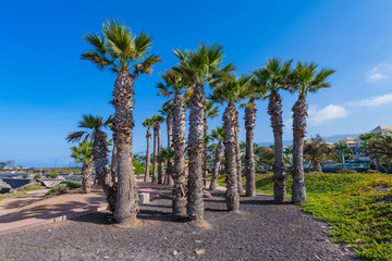 Coastline in the small fishing village of Alcala.  Tenerife. Canary Islands..Spain