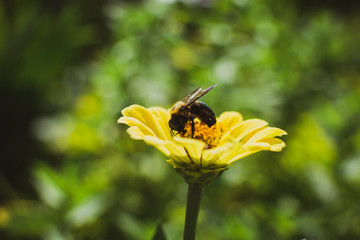 Bee on flower