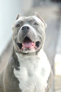 American pit bull dog  face 