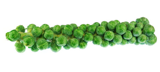 green Brussels sprout on the stem isolated on white background