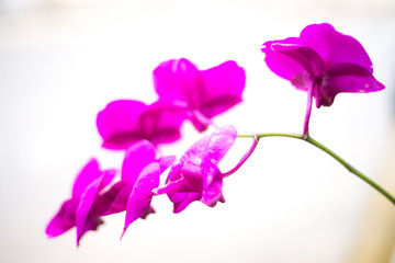 Orchid flowers on white background.