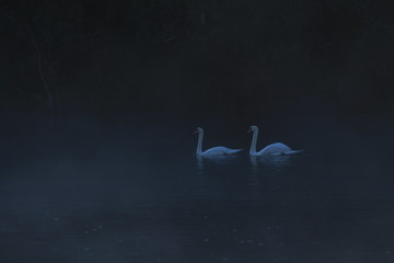 Swan in a reservoir in Thailand.