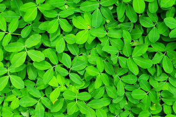 Fototapeta na wymiar green leaf pintoi peanut background 1