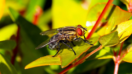 Fly Close up