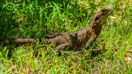 Water Dragon