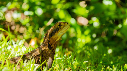 Water Dragon