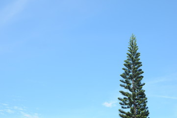 pine tree isolated with sky background 