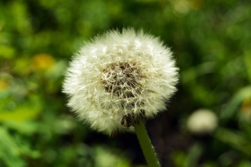 Одуванчик