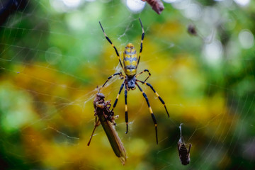 Spider and its prey on the web in the forest