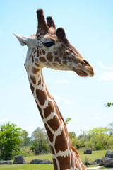 MIAMI, FL, USA - APRIL 29, 2018: Giraffes in Miami Zoo, Florida