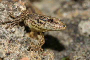 Lézard des murailles