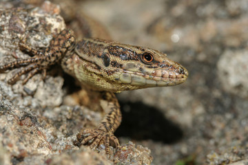 Fototapeta premium Lézard des murailles