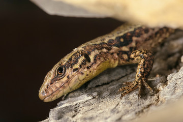 Jeune lézard des murailles dans un mur