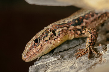 Jeune lézard des murailles dans un mur